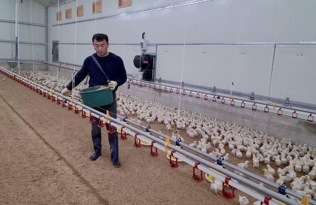 경북 상주 <부성스마트팜>은 이재훈 대표가 9만 마리의 육계를 사육하는 1인 경영 농장이다.