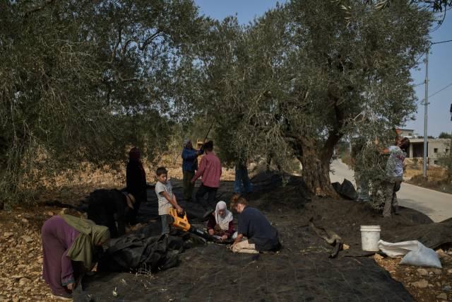 ▲13일(현지시간) 요르단강 서안 신질 마을에서 팔레스타인인들이 외국인 자원봉사자들의 도움을 받아 올리브를 수확하고 있다. ⓒAP=연합뉴스
