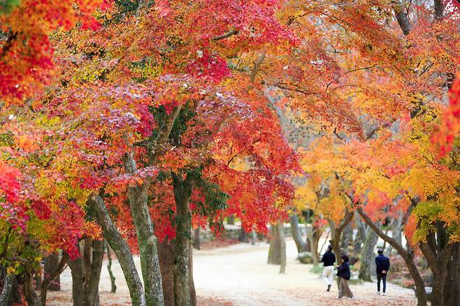 가을빛이 짙어질수록 고창은 한 폭의 풍경화처럼 다채로운 빛깔로 물든다. 선운사의 붉은 단풍, 고창읍성의 고즈넉한 성곽길, 조양관의 옛 정취, 동호해변의 황홀한 석양까지. 고창의 가을은 시간과 자연이 어우러진 완벽한 하모니를 선사한다.
