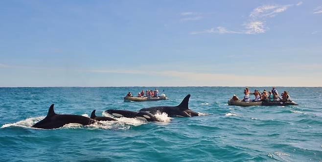 갈라파고스.  /사진= 주한 에콰도르 대사관