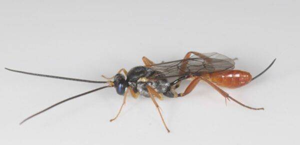 유럽에 유입된 맵시벌 [CABI 제공. 재판매 및 DB 금지]