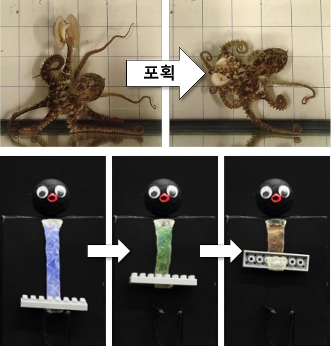 한국과학기술연구원 기능성복합소재연구센터 소속 김대윤 박사 연구팀이 개발한 소프트 로봇 ‘옥토이드’(OCTOID) 설명 자료./KIST