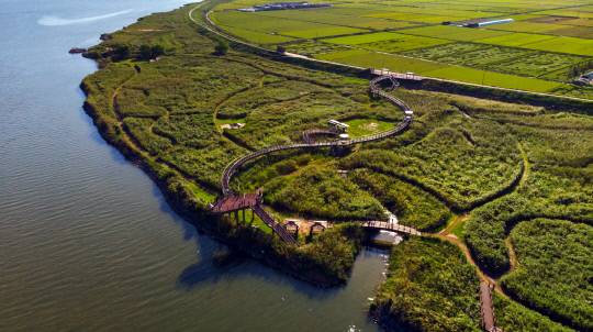 금강과 맞닿은 충남 서천 신성리 갈대 숲이 가을빛을 머금으며 은빛 절정을 향해가고 있다. 서천군 제공