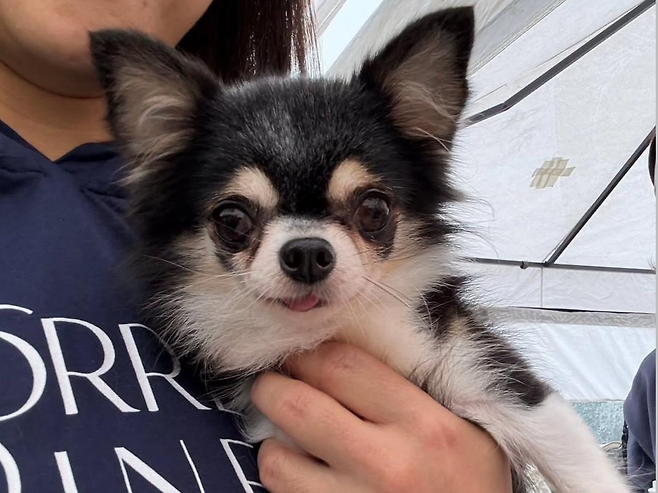 가장 활발하고 애교가 많은 루나. 동물보호단체 네스트 제공