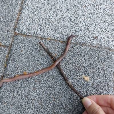 지렁이 구조활동. 나뭇가지 하나면 가능하다. 어년씨 제공