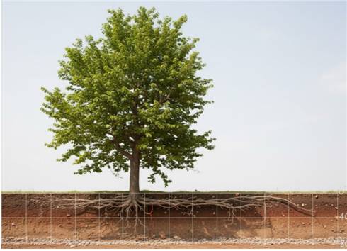 큰키나무의 뿌리 분포[Gemini를 이용해 제작, 국립생태원 제공]