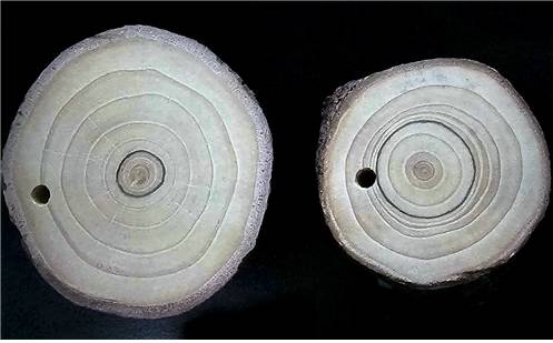 검은 나이테가 옮겨 심을 당시의 나무 굵기. [출처 : The practical science of planting trees(2013), 국립생태원 제공]