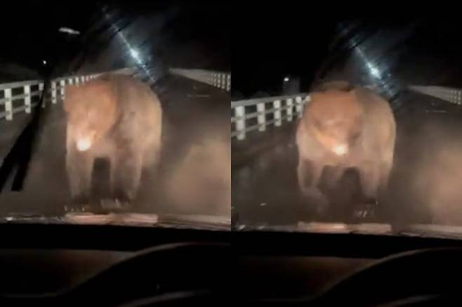 홋카이도에서 목격된 불곰 [X 캡처]