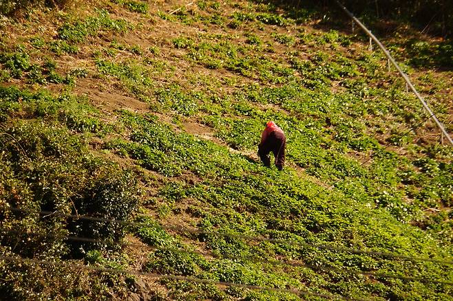 나물밭에서 나물캐는 주민 모습.