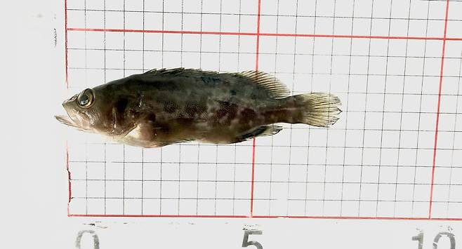 붉바리 / 사진=제주도