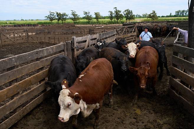 11일 아르헨티나 로케 페레스 사육장에서 작업자들이 소를 트럭에 싣는 일을 하고 있다. /연합뉴스