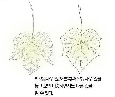 우리 주변 식물들의 비밀 이야기 68 벽오동나무
