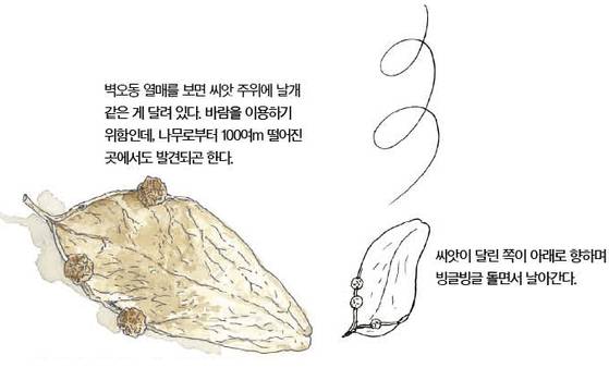우리 주변 식물들의 비밀 이야기 68 벽오동나무