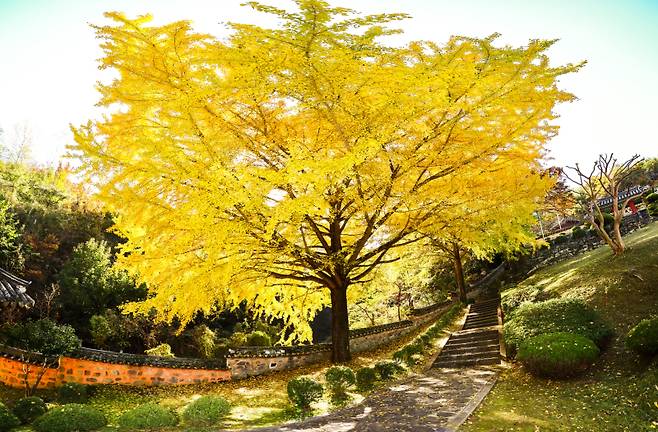 가을이면 향교 앞 은행나무가 황금빛으로 물들면서 전통 건물과 자연이 어우러진 풍경을 만들어 낸다.