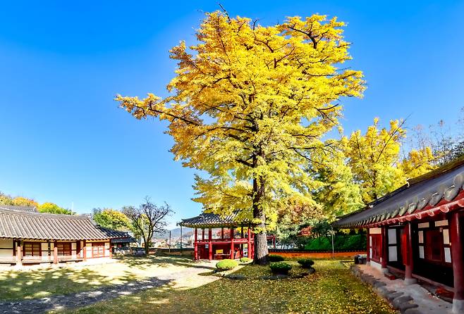 은행잎이 흩날리는 시기에 맞춰 찾아오는 관광객도 많아 조용한 향교 앞마당이 작은 가을 여행지로 사랑받고 있다.