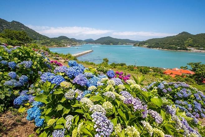 수국이 만발한 고흥 쑥섬 풍경. [사진 고흥군]