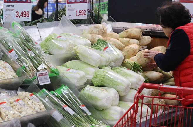 서울의 한 마트에 배추가 진열된 모습 ⓒ연합뉴스
