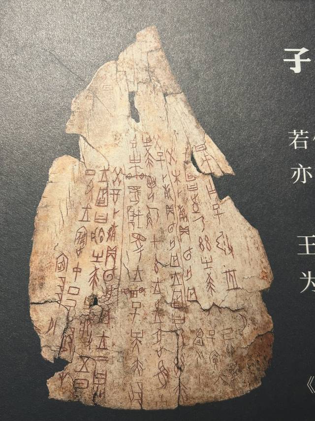 자앙이 수레에서 떨어진 갑골문 내용 설명. 은허박물관 소장