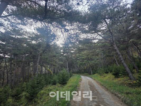 강원 양구 양지말 솔내음숲에 조성된 임도. 주민들의 산책로로 활용되고 있다. (사진=박진환 기자)