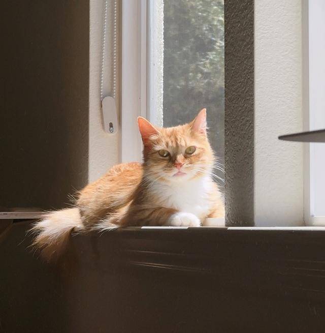 햇살을 받으며 쉬는 중인 날라. 보호자 제공