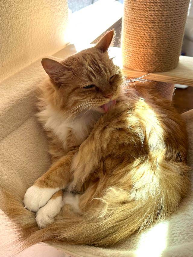 성묘 입양, 걱정하지 말고 고양이가 마음의 문을 열어줄 때까지 충분히 기다려 주세요! 보호자 제공