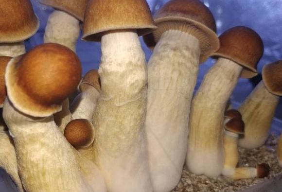 사진은 버섯. [사진=Colorado Cultures]