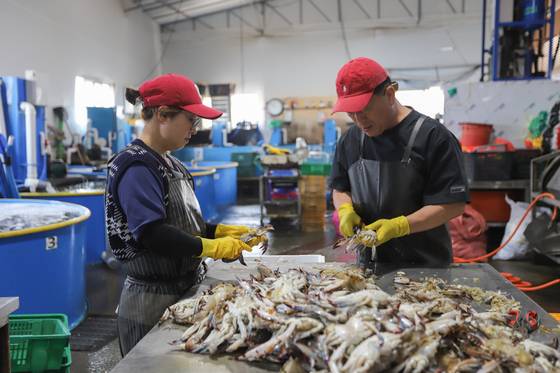 2025년 경기 귀어학교 2기생들이 지난 5월 화성시 백미리영어조합법인에서 꽃게 손질을 하고 있다. 사진 경기도 해양수산자원연구소