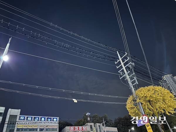 수원시 영통구 아주대삼거리에 설치된 전깃줄에 떼까마귀 수십마리가 앉아 있다. 2025.11.11 /목은수기자wood@kyeongin.com