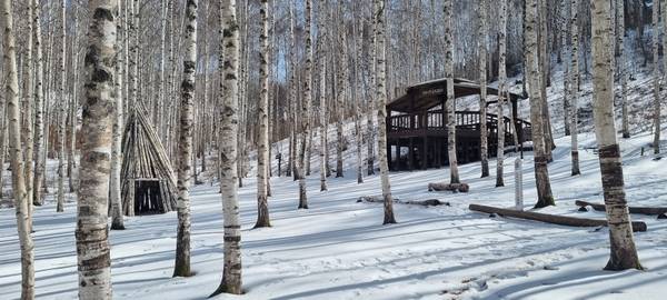 인제 원대리 자작나무숲 겨울풍경. /인제군청·인제국유림관리소 제공