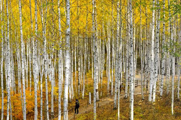 인제 원대리 자작나무숲 등산로. /인제군청·인제국유림관리소 제공