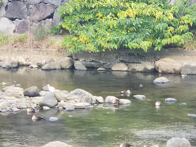 상수원보호구역으로 지정된 광령천에 쇠백로와 흰뺨검둥오리가 놀러 왔다. 서보미 기자