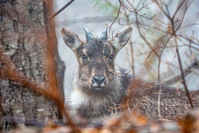 멸종위기종 I급이자 천연기념물 산양의 모습. 국립공원을지키는시민의모임 제공