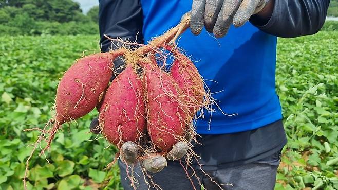 전남 영암에서 수확한 밤고구마 / 사진=롯데마트 제공