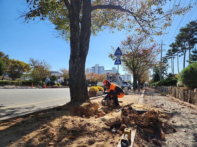 왕벚나무 돌출 뿌리 정비 작업 현장 ⓒ의성군 제공