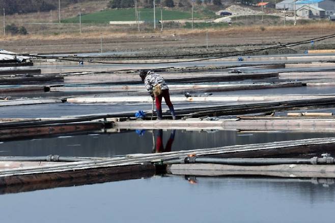 신안 염전에서 작업을 하고 있다. 기사와 무관한 사진. (사진=연합뉴스)
