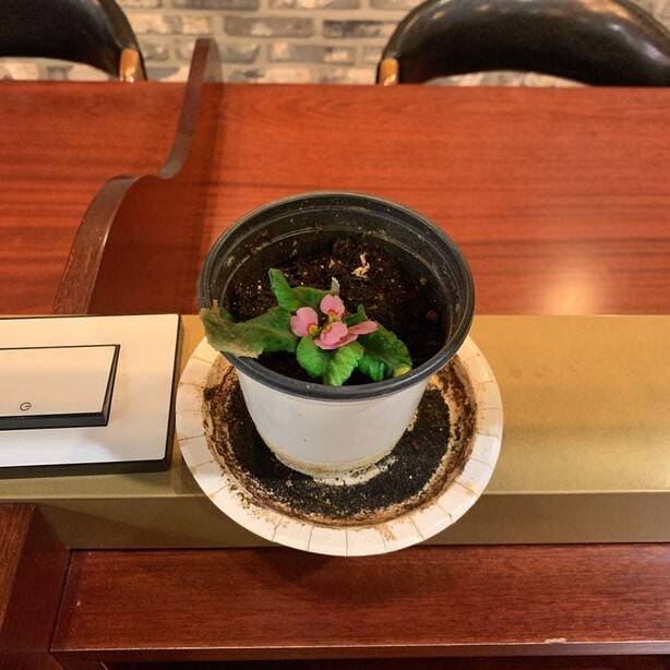 당시 아르바이트를 하던 스터디카페에 놓여 있던 화분. 시들었던 식물에 물을 주니 꽃이 자라났다. 고나린 기자