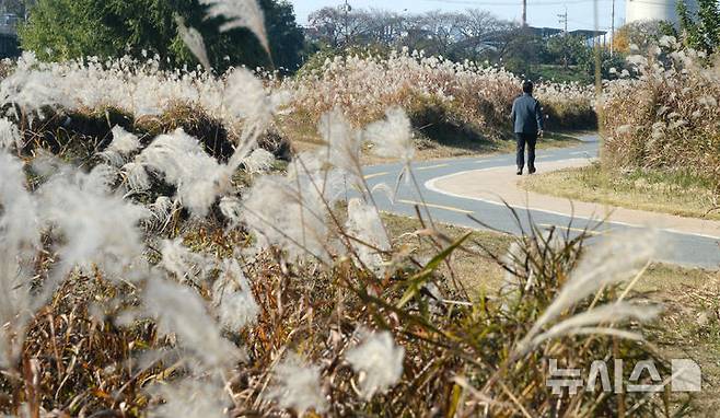 [전주=뉴시스] 김얼 기자 = 완연한 가을 날씨가 이어지고 있는 19일 전북 전주시 덕진구 송천동 전주천을 찾은 시민들이 피어난 갈대를 바라보며 산책을 하고 있다. 2025.11.19. pmkeul@newsis.com
