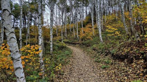 인제 원대리 자작나무숲 등산로