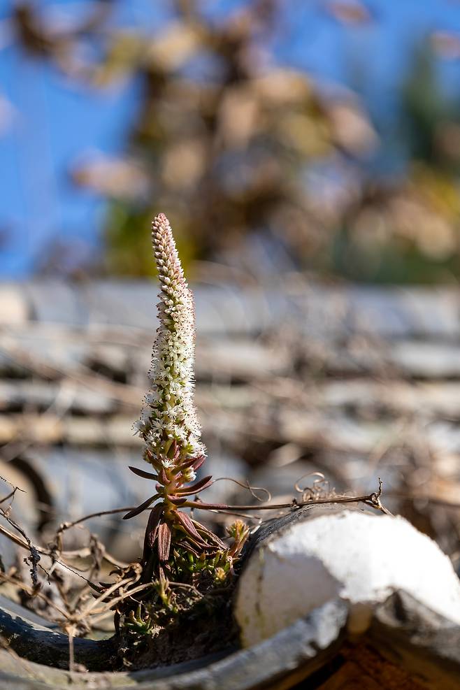 '오하산방' 기와지붕 위로 자라는 와송. / 이건송 영상미디어 기자
