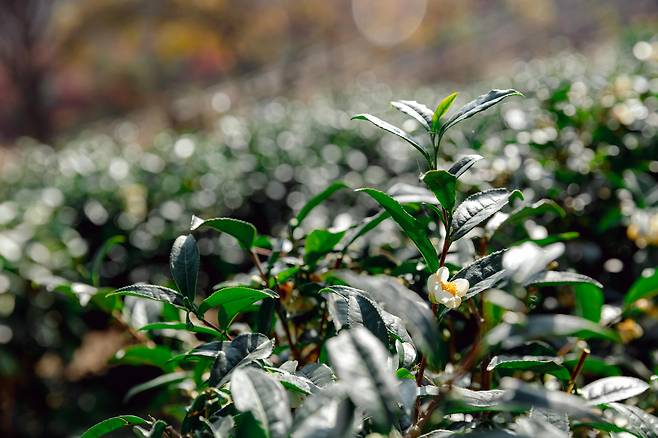 지난 11월 13일 하얀 차꽃을 피운 설악녹차밭. 날씨에따라 11월 말까지도 꽃을 볼 수 있다. / 이건송 영상미디어 기자