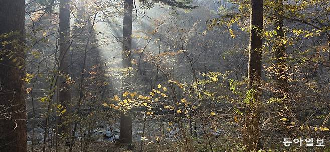 오래된 숲에서 생명체들은 서로 기대며 산다. 포천=김선미 기자 kimsunmi@donga.com