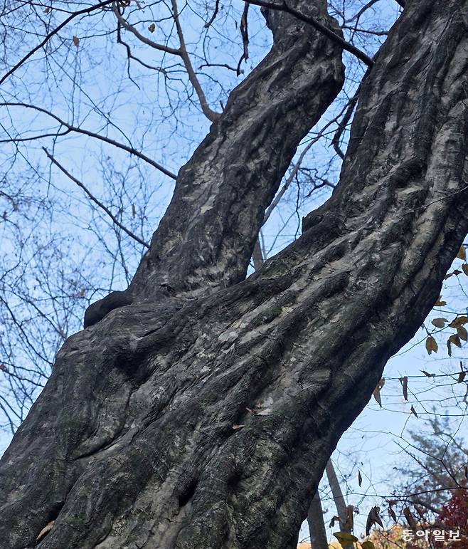 천연기념물 장수하늘소를 품는 서어나무. 포천=김선미 기자 kimsunmi@donga.com