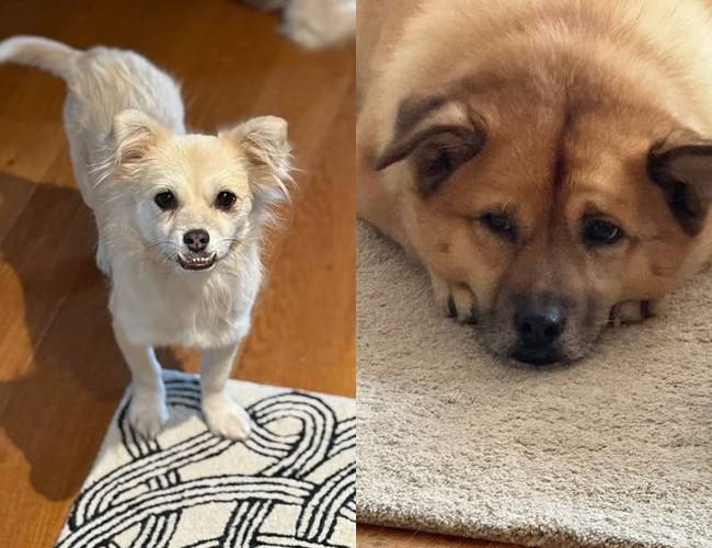 사진=이효리 소셜미디어