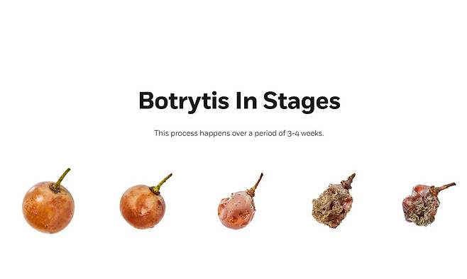 보트리티스 감염 포도 진행 과정. 홈페이지