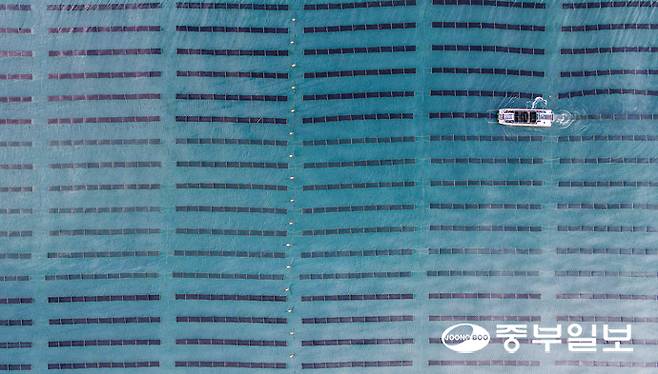 우수한 품질과 브랜드 가치에도 불구하고 '100% 경기도 김' 상품화가 여러 현실적인 문제로 난항을 겪고 있는 가운데 지난 20일 오전 화성시 서신면 궁평항 인근 김 양식장에서 어민들이 김을 수확하고 있다. 임채운기자