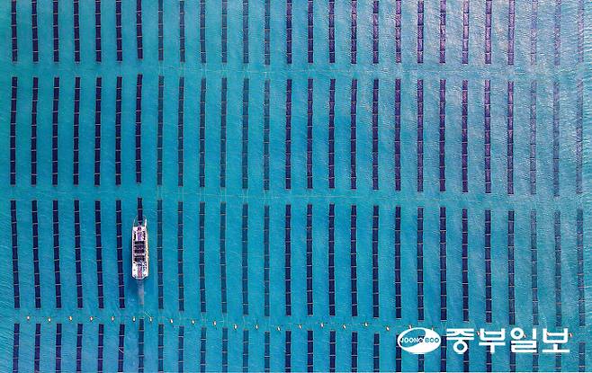 우수한 품질과 브랜드 가치에도 불구하고 '100% 경기도 김' 상품화가 여러 현실적인 문제로 난항을 겪고 있는 가운데 지난 20일 오전 화성시 서신면 궁평항 인근 김 양식장에서 어민들이 김을 수확하고 있다. 임채운기자