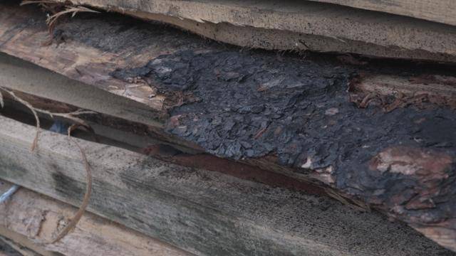 경북 안동 일대 산불 피해목이 인천 중구 동화기업 생산 공장에 입고된 모습. 피해목은 불에 탄 껍질을 벗겨내고 살균 처리를 거쳐 MDF로 만드는 과정을 거친다. 동화기업 제공