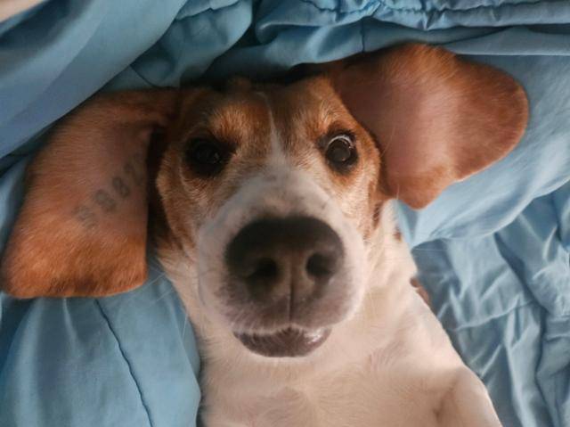 순하고 착한 성격의 구멍이가 평생 가족을 기다리고 있다. 비글구조네트워크 제공