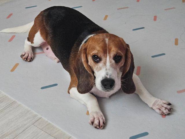 구멍이가 가장 좋아하는 건 뼈 간식이다. 비글구조네트워크 제공