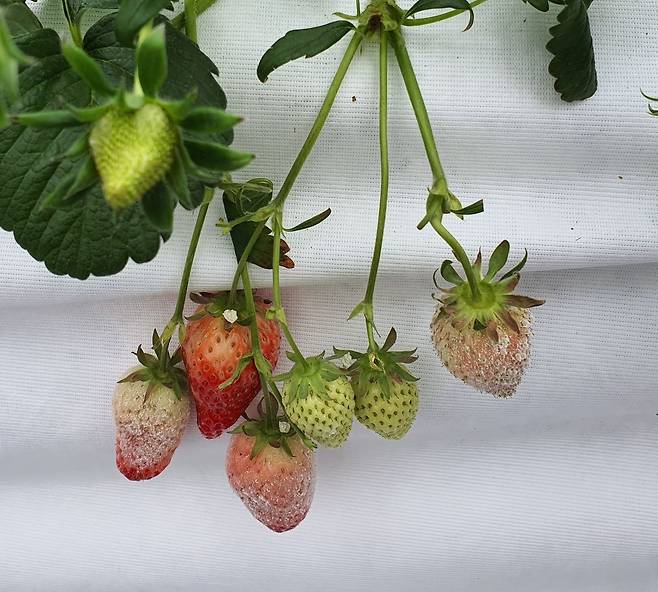 흰가루병에 감연된 시설하우스 딸기. 충남도 농업기술원 제공